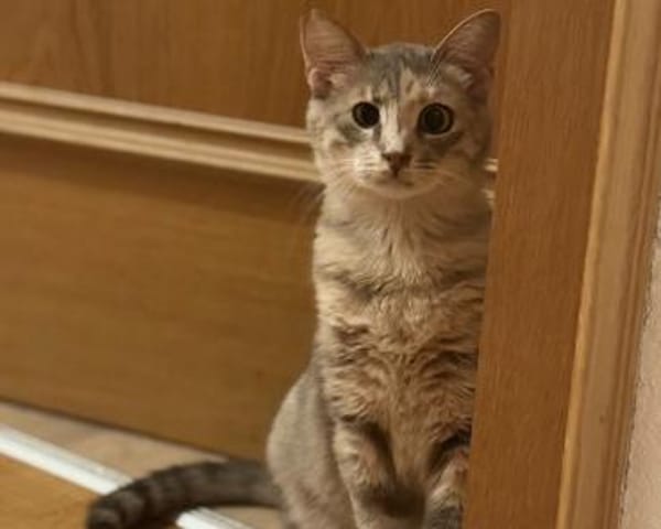 Fei, graue Schönheit, 1 Jahr
