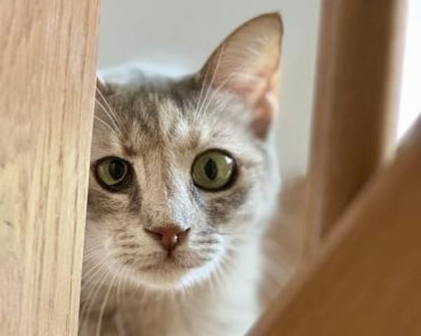 Fei, graue Schönheit, 1 Jahr