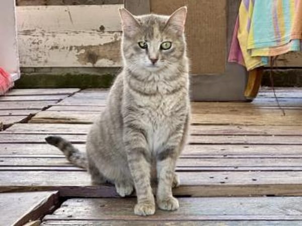 Fei, graue Schönheit, 1 Jahr