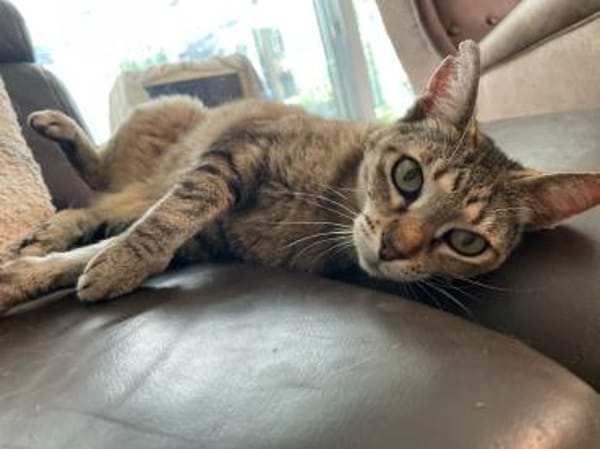 Kuschelmaus Kiwi sucht warmes Sofa