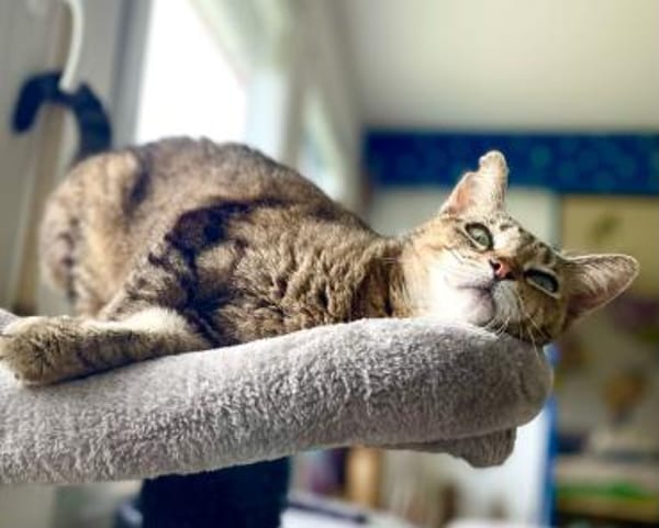 Kuschelmaus Kiwi sucht warmes Sofa