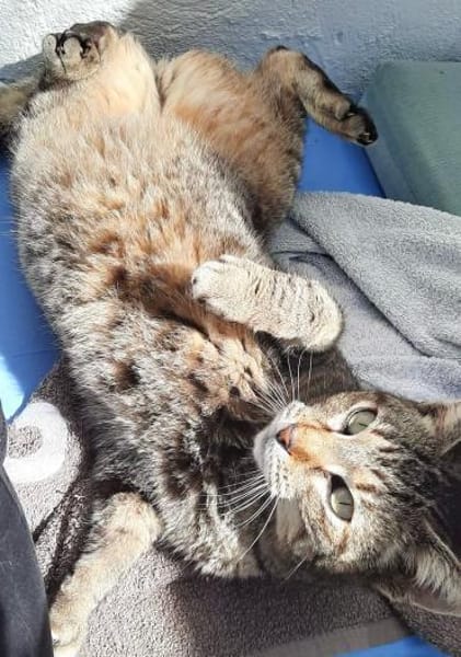 Kuschelmaus Kiwi sucht warmes Sofa