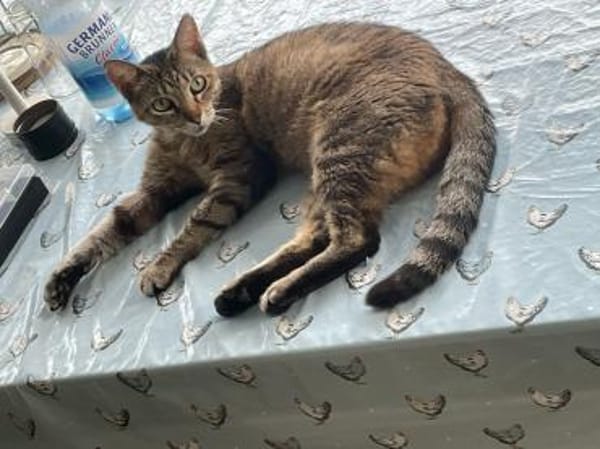 Kuschelmaus Kiwi sucht warmes Sofa
