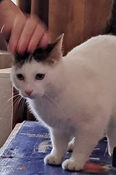 CESAR - bald in 53129 Bonn