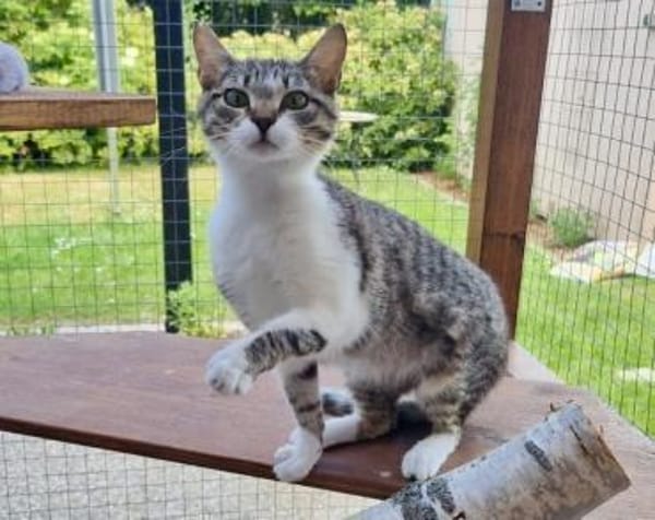 Nafsica, sanftes Katzenmädchen, 10M 6125