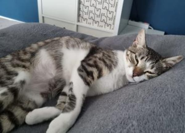 Nafsica, sanftes Katzenmädchen, 10M 6125