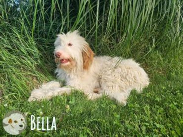 Bella wünscht sich fürsorgliche Menschen