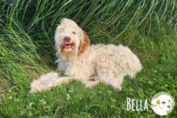 Bella wünscht sich fürsorgliche Menschen