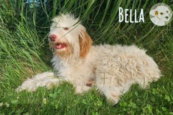 Bella wünscht sich fürsorgliche Menschen
