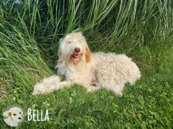 Bella wünscht sich fürsorgliche Menschen