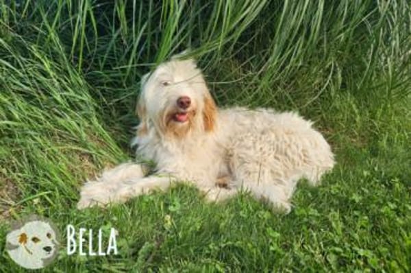 Bella wünscht sich fürsorgliche Menschen