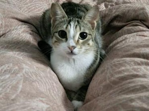 Isla, schüchternes Katzenmädchen,  1 J