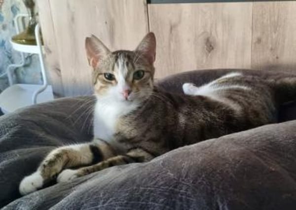 Isla, schüchternes Katzenmädchen,  1 J