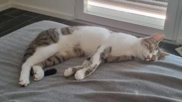 Isla, schüchternes Katzenmädchen,  1 J