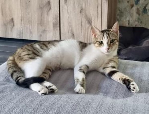 Isla, schüchternes Katzenmädchen,  1 J
