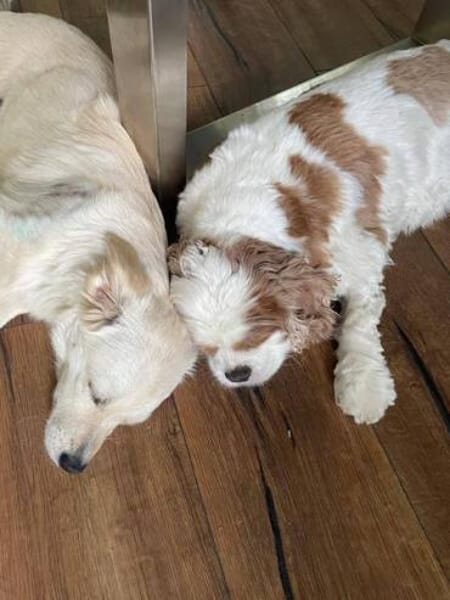 CUCHI * verspieltes Hundekind