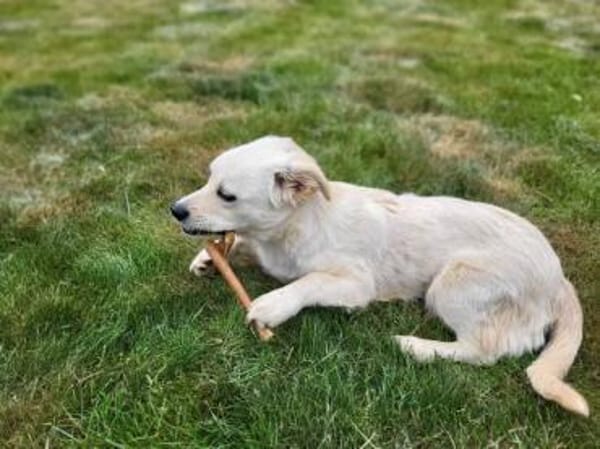 CUCHI * verspieltes Hundekind