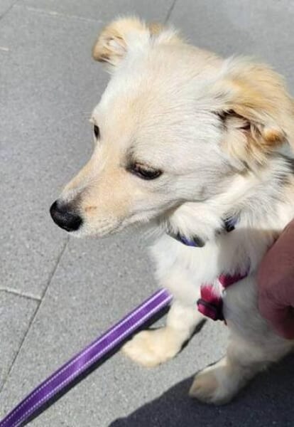 CUCHI * verspieltes Hundekind