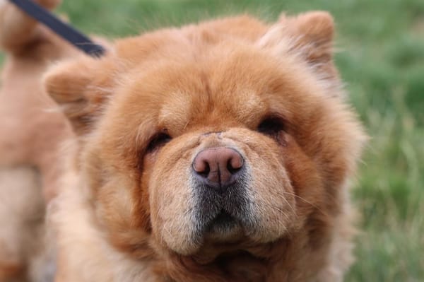 CHEWIE