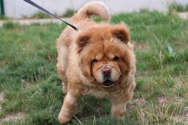 CHEWIE