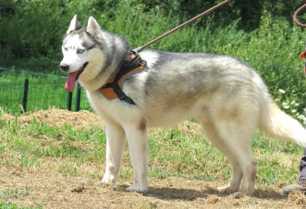THORAK
