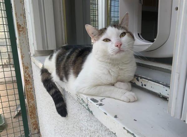 Minou