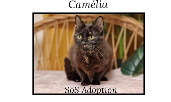 CAMELIA