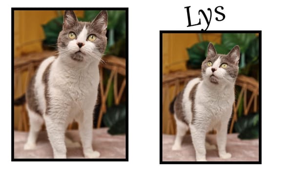 LYS