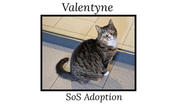 VALENTYNE