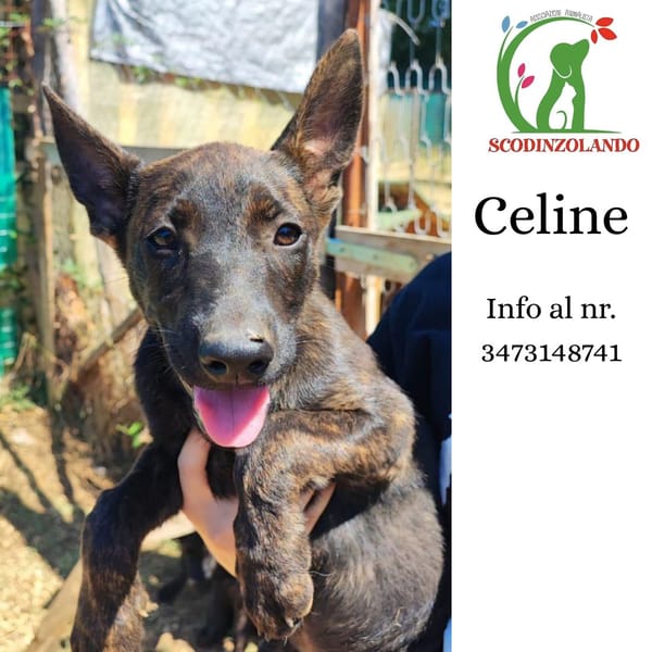 CELINE