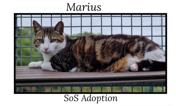 MARIUS