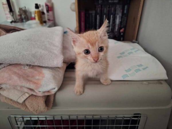 Arya, la boite à ronrons