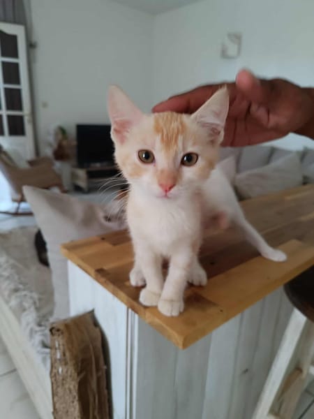 Arya, la boite à ronrons