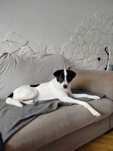 Pongo