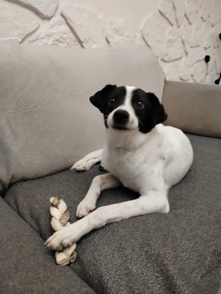 Pongo