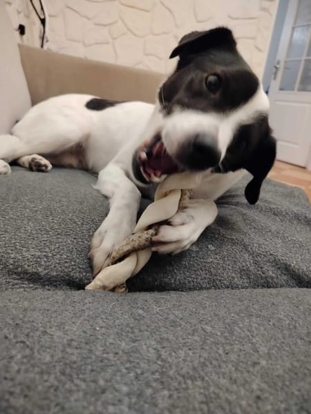 Pongo