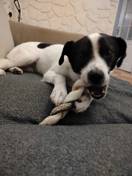 Pongo