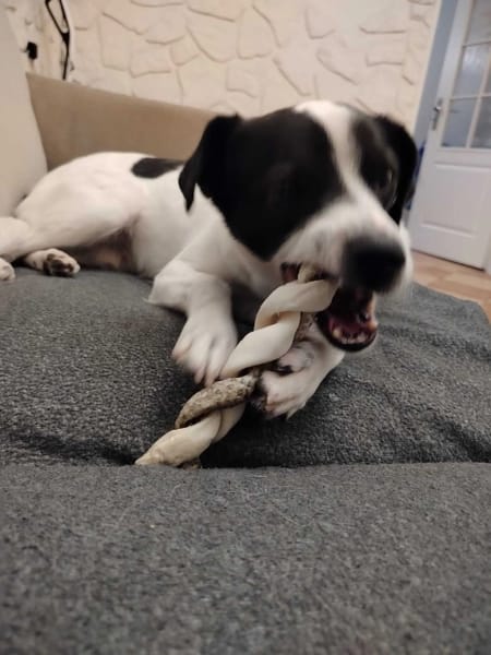 Pongo