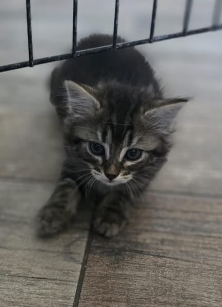 Taika