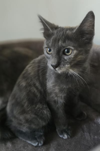 Minnie