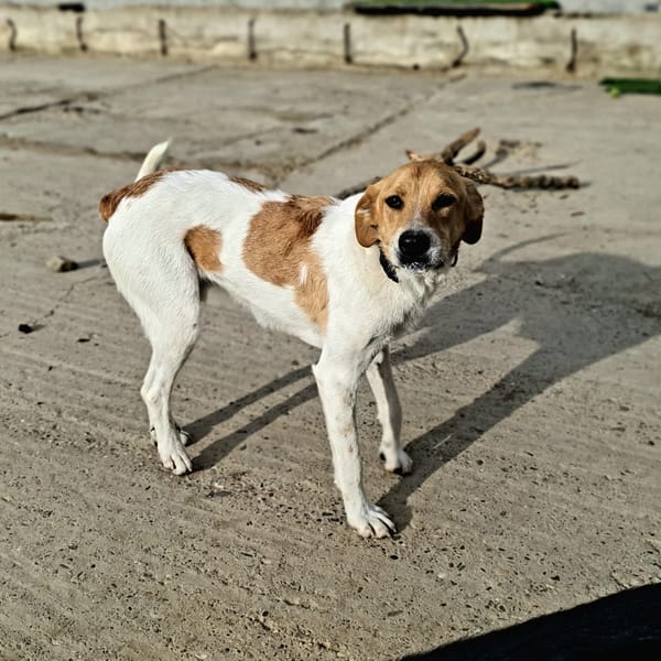 TULIPAN