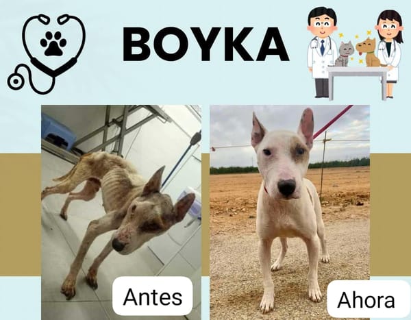BOYKA (Maria)