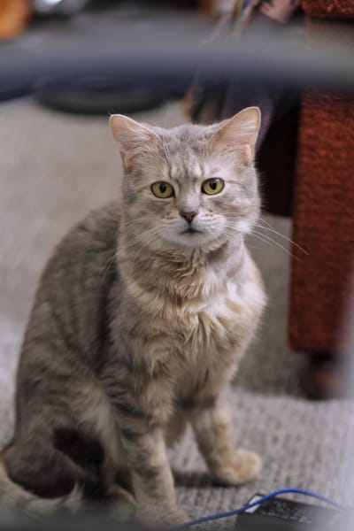 Marcel