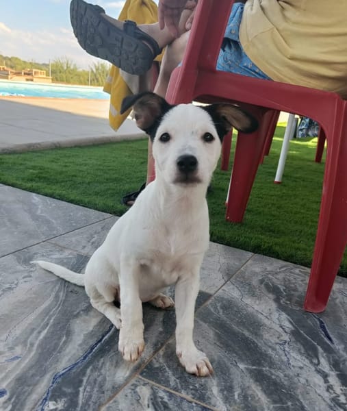 CHIPIE (Animalea)