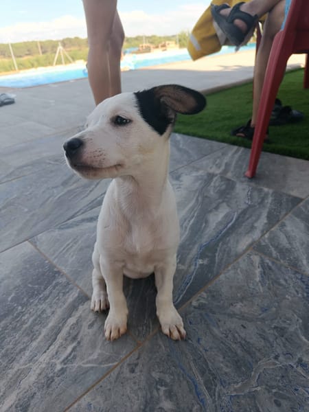 CHIPIE (Animalea)