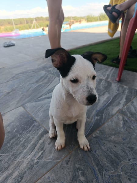 CHIPIE (Animalea)