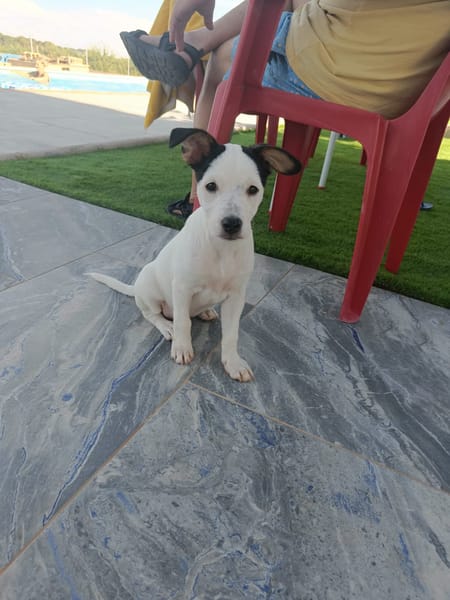 CHIPIE (Animalea)