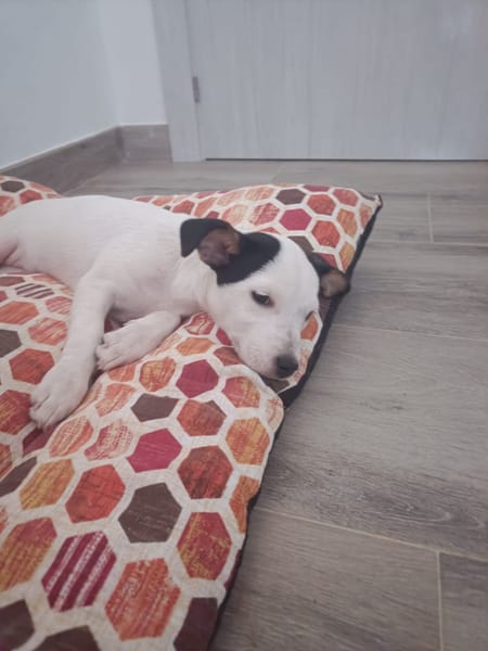 CHIPIE (Animalea)