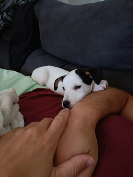 CHIPIE (Animalea)