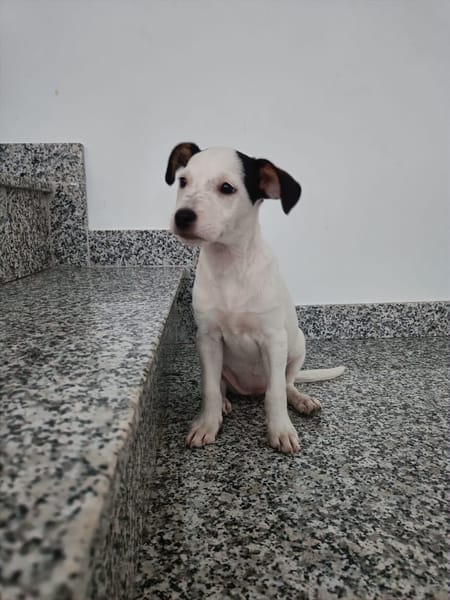 CHIPIE (Animalea)